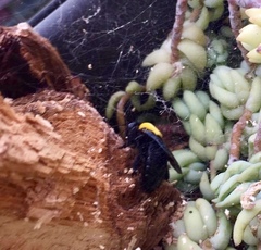 Xylocopa pubescens