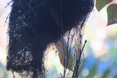 Tolmomyias sulphurescens