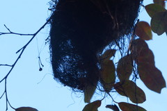 Tolmomyias sulphurescens