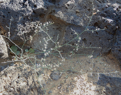 Eriogonum rotundifolium