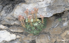 Saxifraga stribrnyi, photograph (c) Christoph Moning, some rights reserved (CC BY)