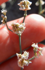 Eriogonum rotundifolium