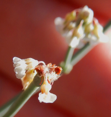 Eriogonum rotundifolium