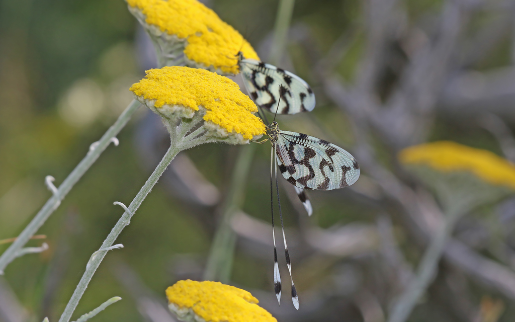 Sinuated Spoonwing