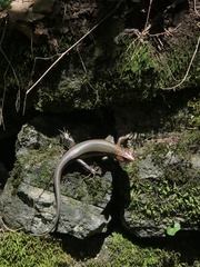 Plestiodon laticeps