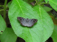 Antigonus erosus