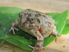 Pleurodema brachyops