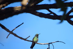 Colibri serrirostris