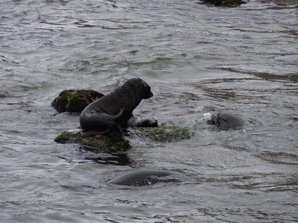Juan Fernandez fur seal climbing onto a rock in surf