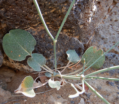 Eriogonum rotundifolium