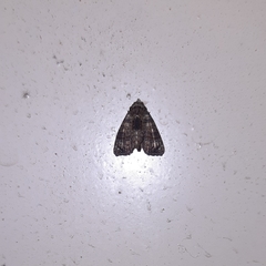 Noctuoidea