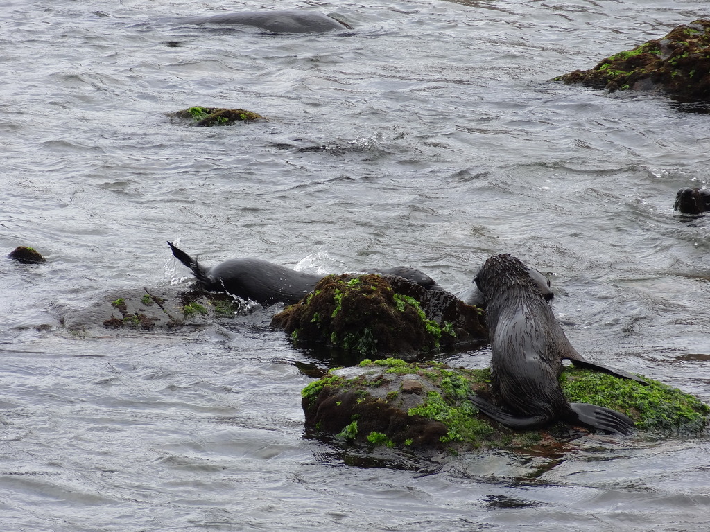 Juan Fernandez fur seals resting on mossy rocks