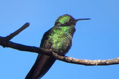 Colibri serrirostris
