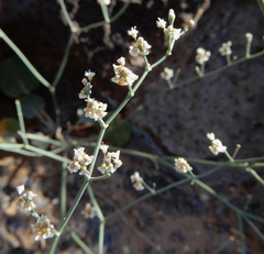 Eriogonum rotundifolium