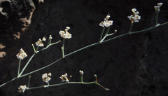 Eriogonum rotundifolium