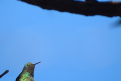 Colibri serrirostris