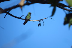 Colibri serrirostris
