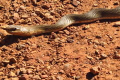 Philodryas nattereri