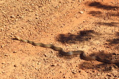 Philodryas nattereri