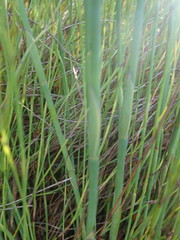 Platycaulos compressus