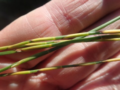 Platycaulos compressus