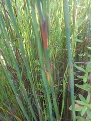 Platycaulos compressus