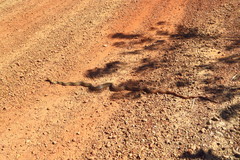 Philodryas nattereri