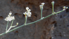 Eriogonum rotundifolium