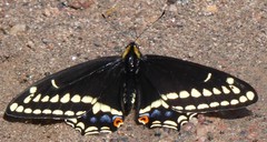 Papilio indra