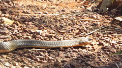 Philodryas nattereri