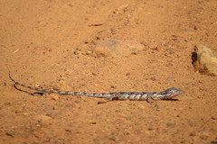 Polychrus acutirostris