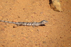 Polychrus acutirostris