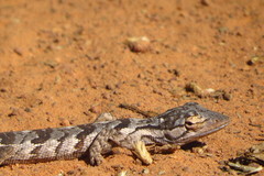 Polychrus acutirostris