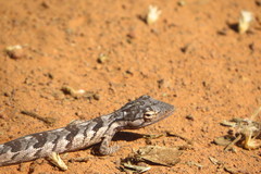 Polychrus acutirostris