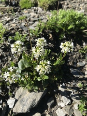 Cardamine bellidifolia alpina