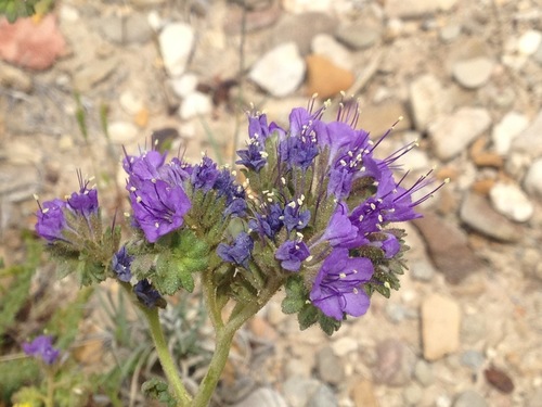 Silky Phacelia