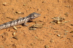 Polychrus acutirostris