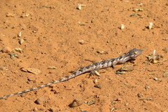 Polychrus acutirostris