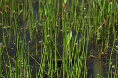 Eleocharis mamillata