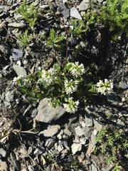 Cardamine bellidifolia alpina