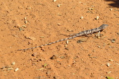 Polychrus acutirostris