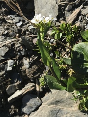 Cardamine bellidifolia alpina