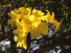 Tabebuia aurea