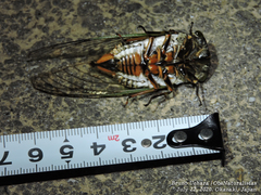 Cryptotympana facialis