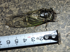 Cryptotympana facialis