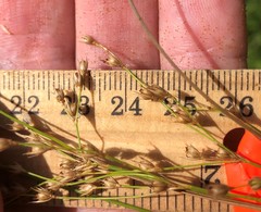 Juncus anthelatus
