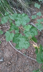 Rubus deliciosus