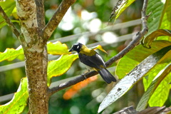 Saltator atripennis