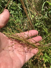 Juncus anthelatus