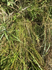 Juncus anthelatus